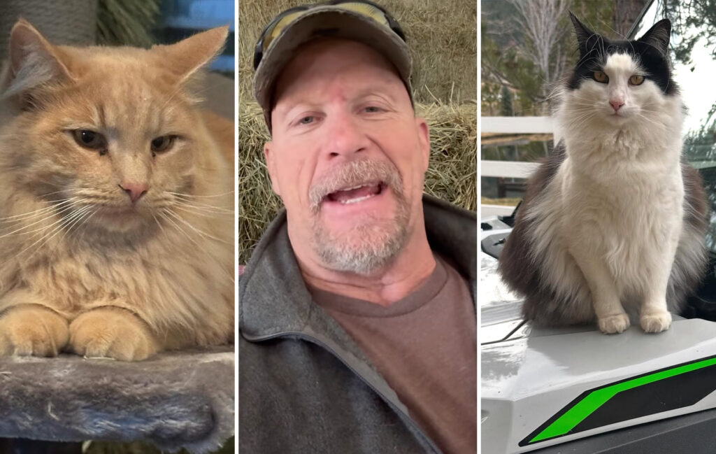 Stone Cold Steve Austin’s Cats Steal the Show on Last Week Tonight